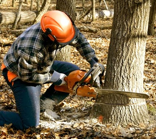 Tree Removal in Richmond, IL